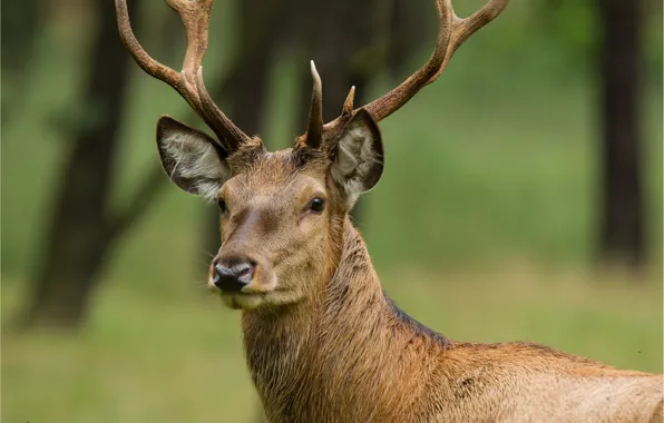 Picture deer, look, portrait