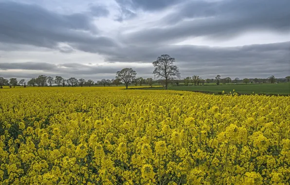 Picture the sky, grass, trees, clouds, glade, Field, rape