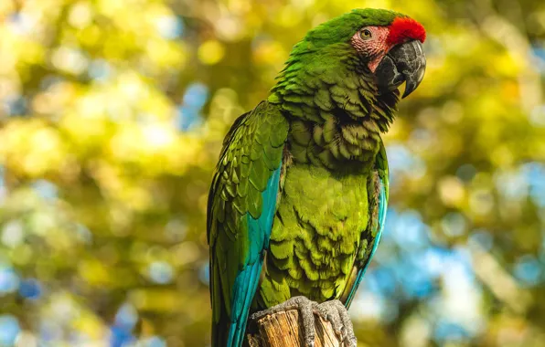 Picture autumn, look, green, background, bird, foliage, parrot, bokeh