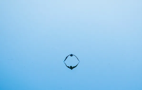 Picture water, bird, minimalism