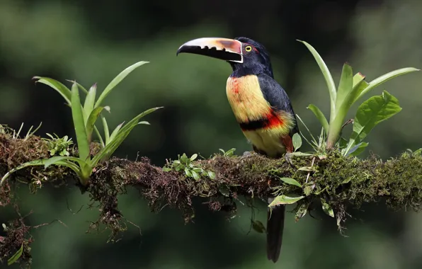 The dark background, bird, moss, branch, Toucan