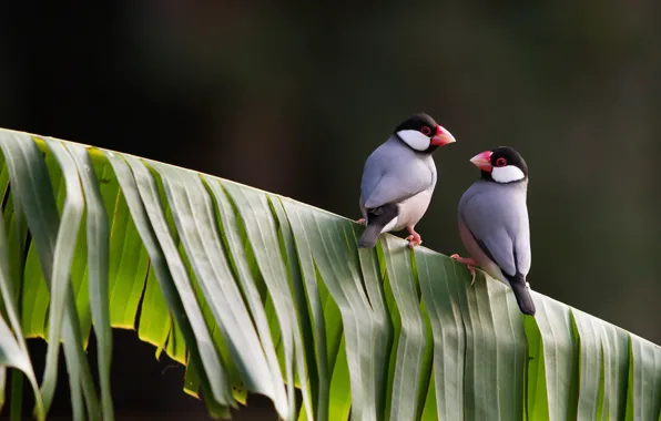 Birds, panache, finches weaverbirds