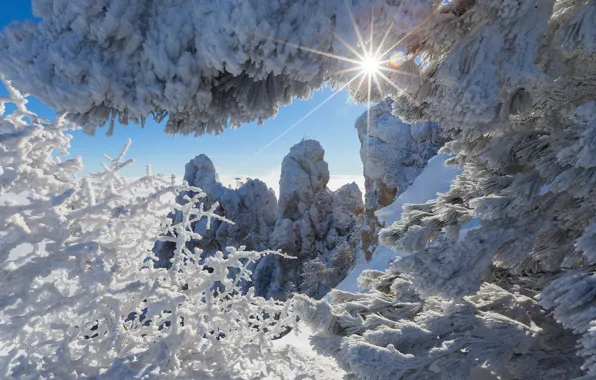 Picture winter, the sun, rays, snow, mountains, branches, nature, Crimea