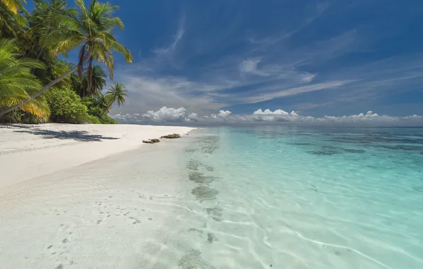 Picture sea, beach, summer, tropics, palm trees, blue sky