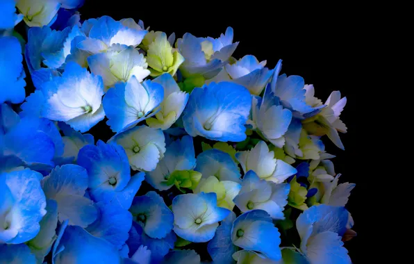 Picture flowers, nature, background