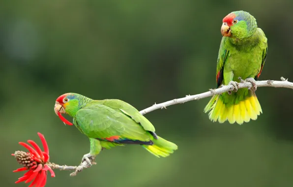 Flower, birds, background, branch, pair, parrots, Of eritrine, Selenodesy Amazon