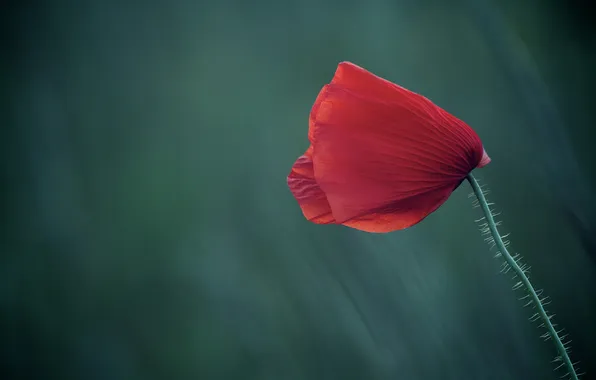 Picture field, flower, macro, red, background, Mac