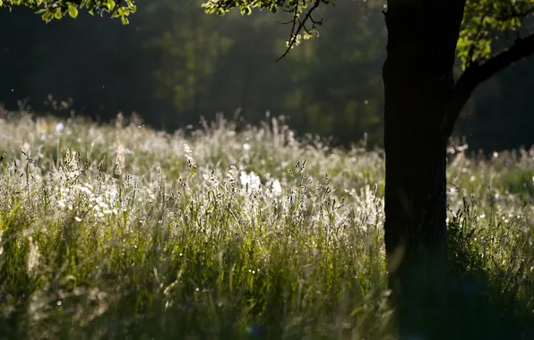 Summer, grass, trees, nature, beauty