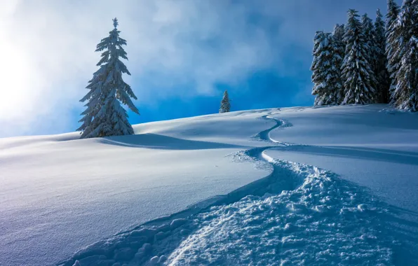 Picture winter, snow, trees, Austria, ate, the snow, Austria, Berchtesgaden Alps