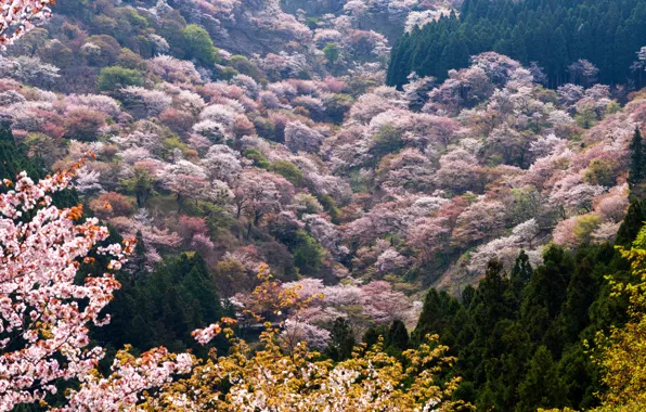 Trees, mountains, spring, valley, blooming