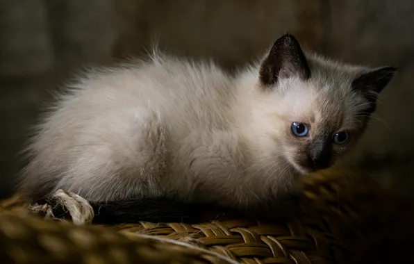 Cat, look, the dark background, kitty, kitty, face, Siamese, blue-eyed