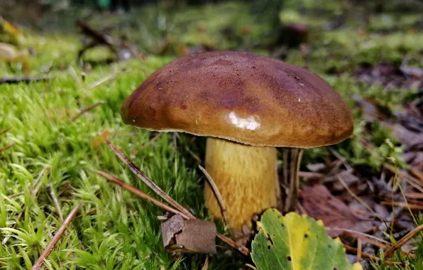 Autumn, forest, mushroom, moss, Belarus, dzerzhinovo