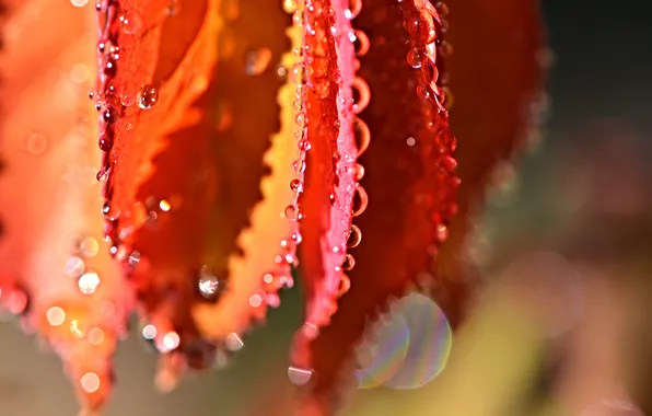 Picture leaves, water, drops, macro, nature