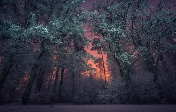 Picture winter, forest, night