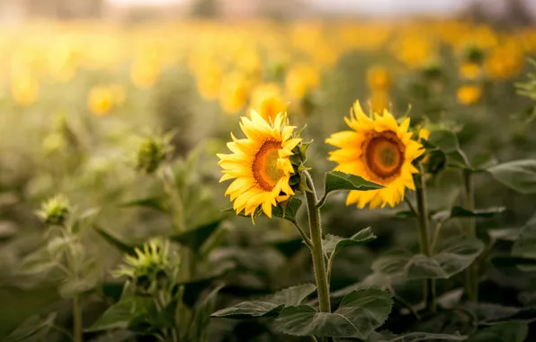 Field, summer, sunflowers, flowers, yellow, nature, background, blur