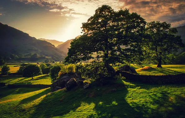 Picture greens, summer, the sun, nature, tree, Britain