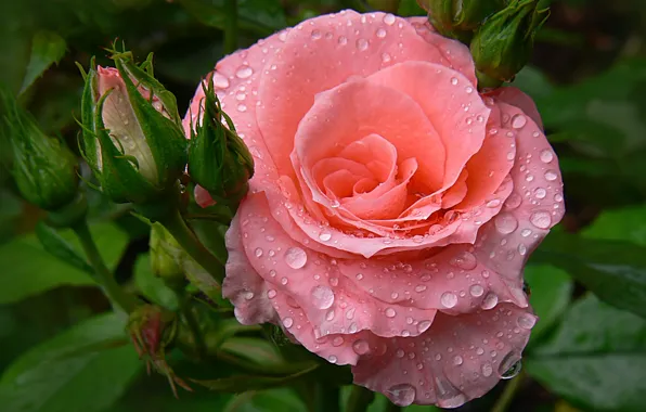 Picture drops, rose, garden, Bud