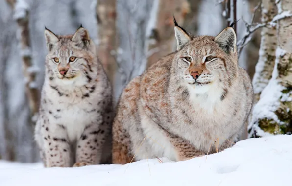 Winter, two, lynx, old, small