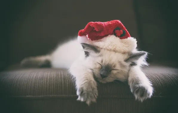 Sleep, kitty, cap, sleeping kitten