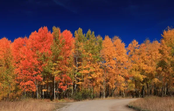 Picture road, autumn, forest, leaves, trees, Wyoming, USA, Grand Teton