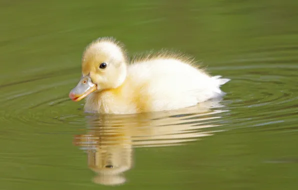 Picture water, bird, cub, duck, duck