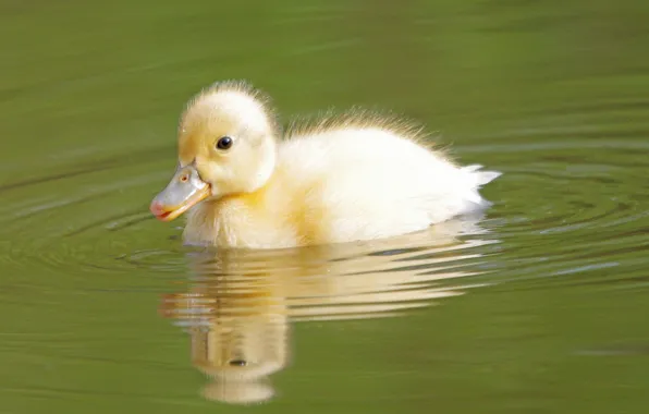 Water, bird, cub, duck, duck