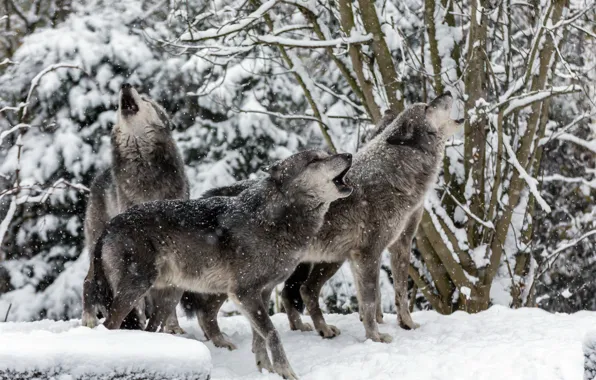Winter, nature, wolves