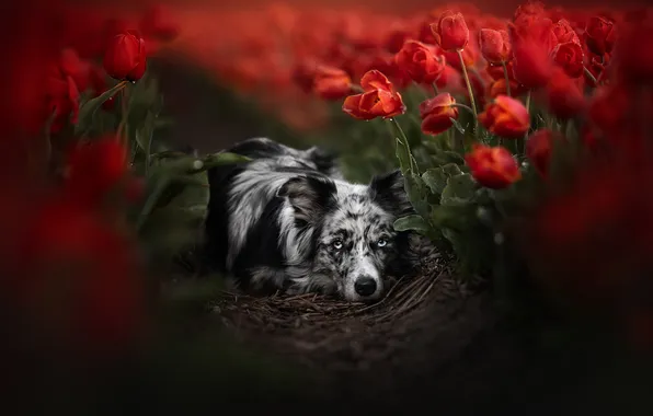 Look, drops, flowers, nature, pose, dog, tulips, red