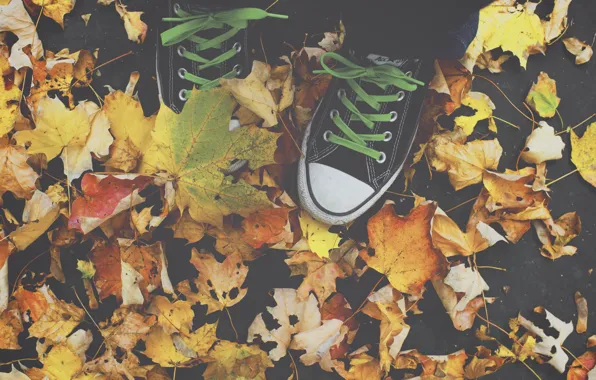 All Star, autumn, leaves