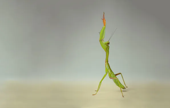 Macro, green, mantis, is, looks, praying