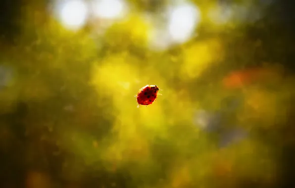 Picture macro, ladybug, insect