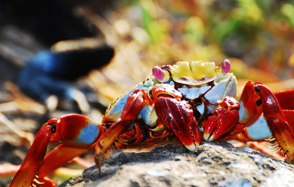 Picture CRAB, PAWS, RED, MACRO, SHELL, EYES, CLAWS