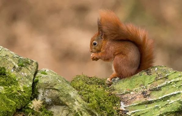 Picture nature, pose, stones, background, moss, protein, squirrel