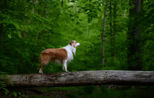 Picture forest, trees, red, dog