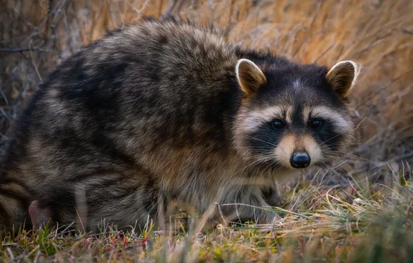 Look, raccoon, face