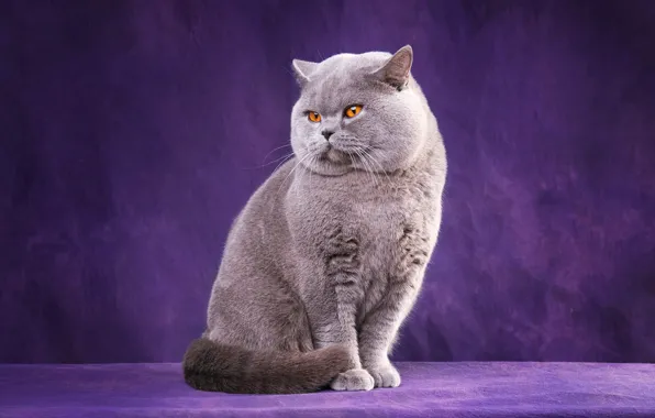 Cat, cat, look, pose, grey, legs, paws, muzzle