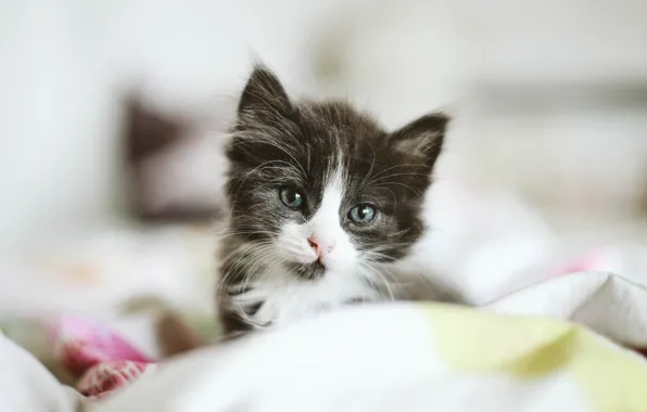 Eyes, kitty, small