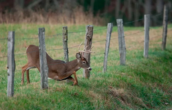 Picture deer, the fence, thorn