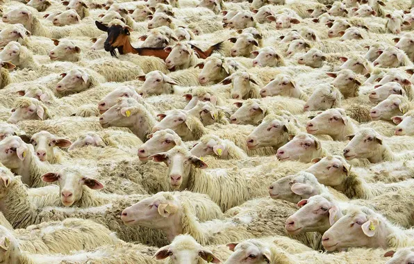 Picture sheep, Germany, Bayern, goat, flock, Main-Spessart