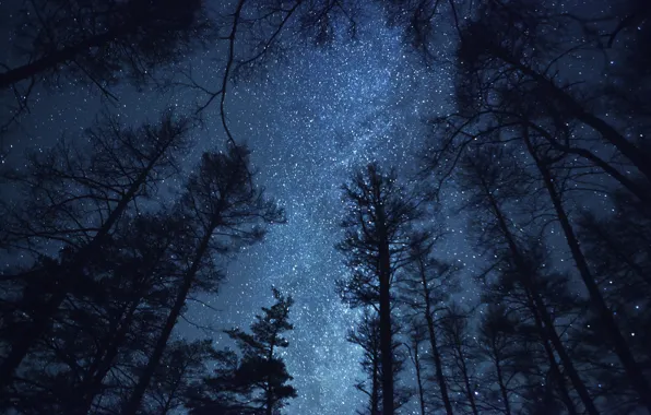 Forest, the sky, trees, night, nature, stars