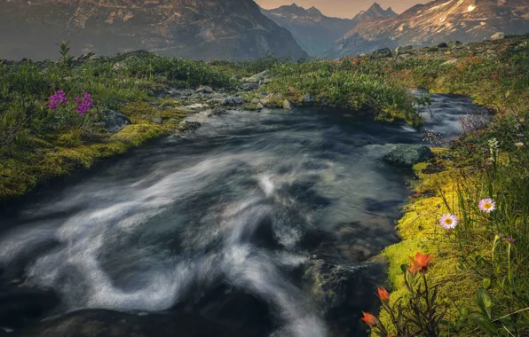 Picture landscape, flowers, mountains, nature, river, stones