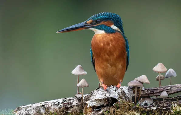 Picture background, bird, mushrooms, branch, Kingfisher, toadstool