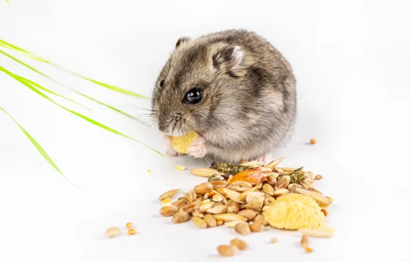 Picture baby, white background, cereals, cutie, rodent, rodent, white background, cutie