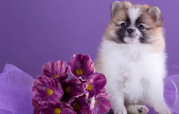 Picture flowers, cute, Spitz