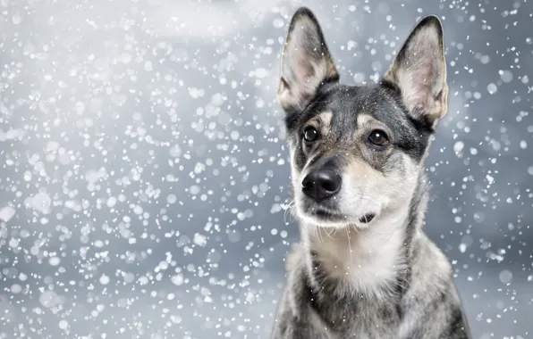 Picture face, snow, portrait, dog, ears