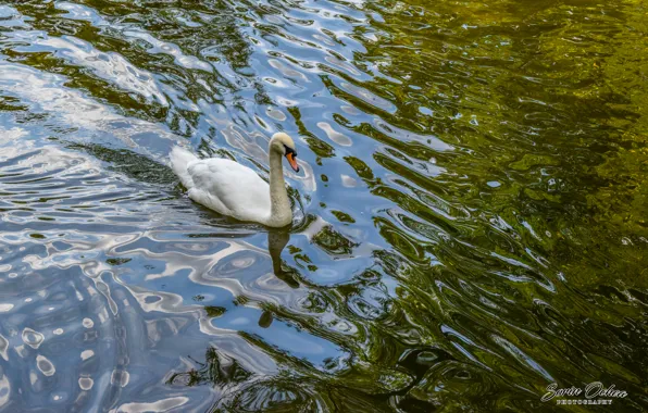 Nature, Birds, Water, Lake, Swan, Animals, Sorin Ochea Photohraphy, Lebada