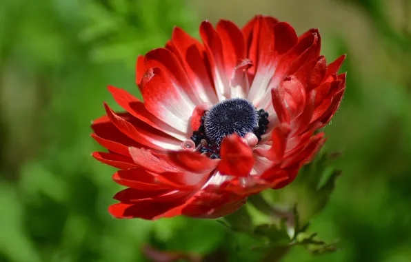 Picture macro, Anemone, Anemone