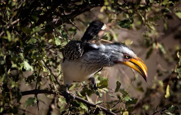 Bird, Tockus leucomelas, Yellow-billed Hornbill