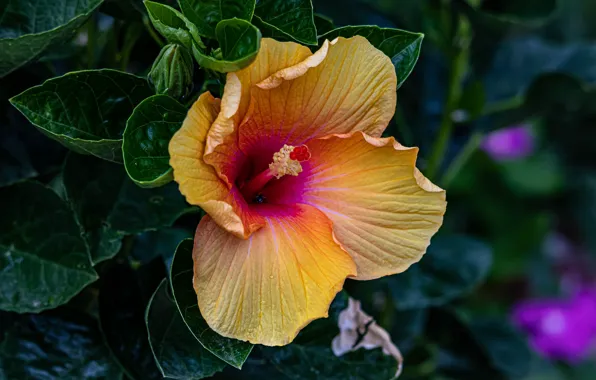 Yellow, petals, hibiscus