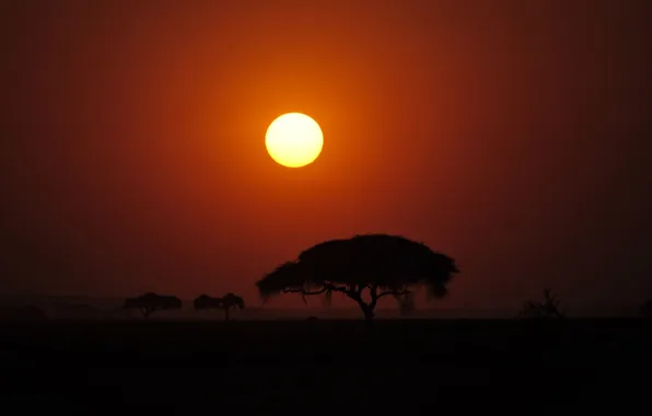 Picture the sun, sunset, tree, Africa